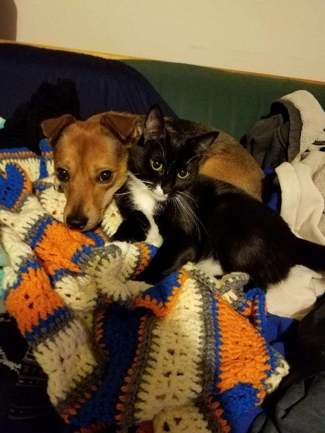Dog and cat cuddling.