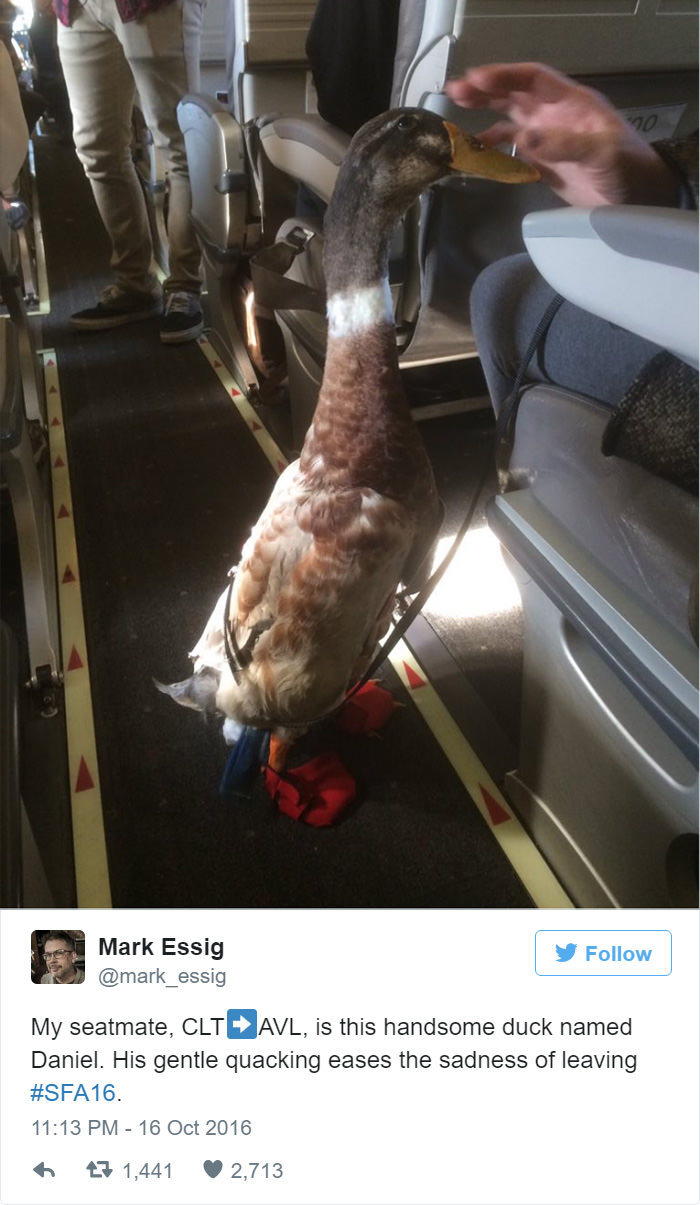 funny things happened on plane 