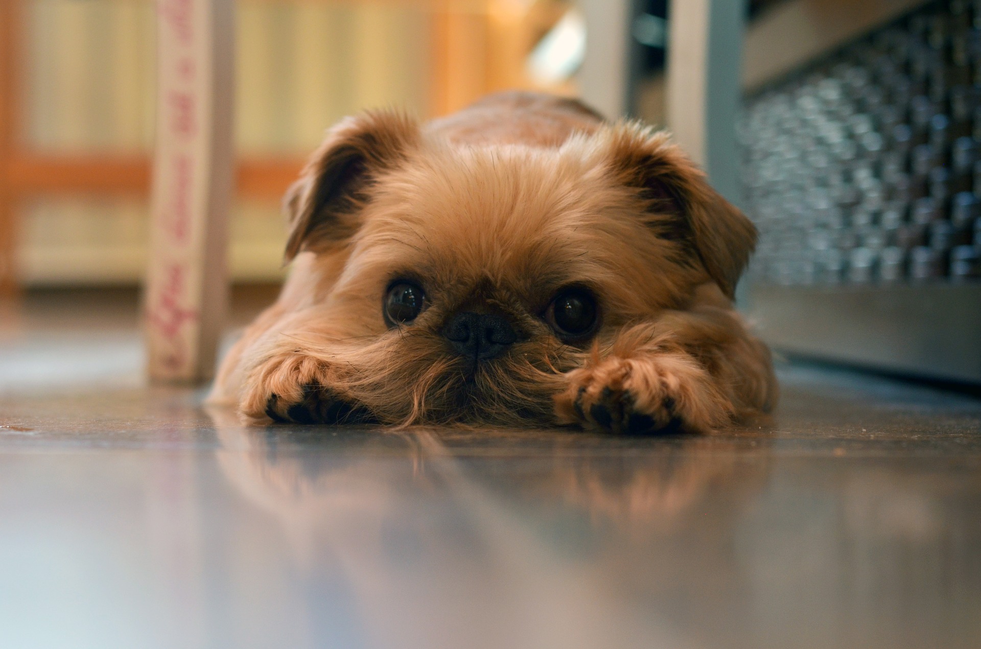 razas de perros pequeños