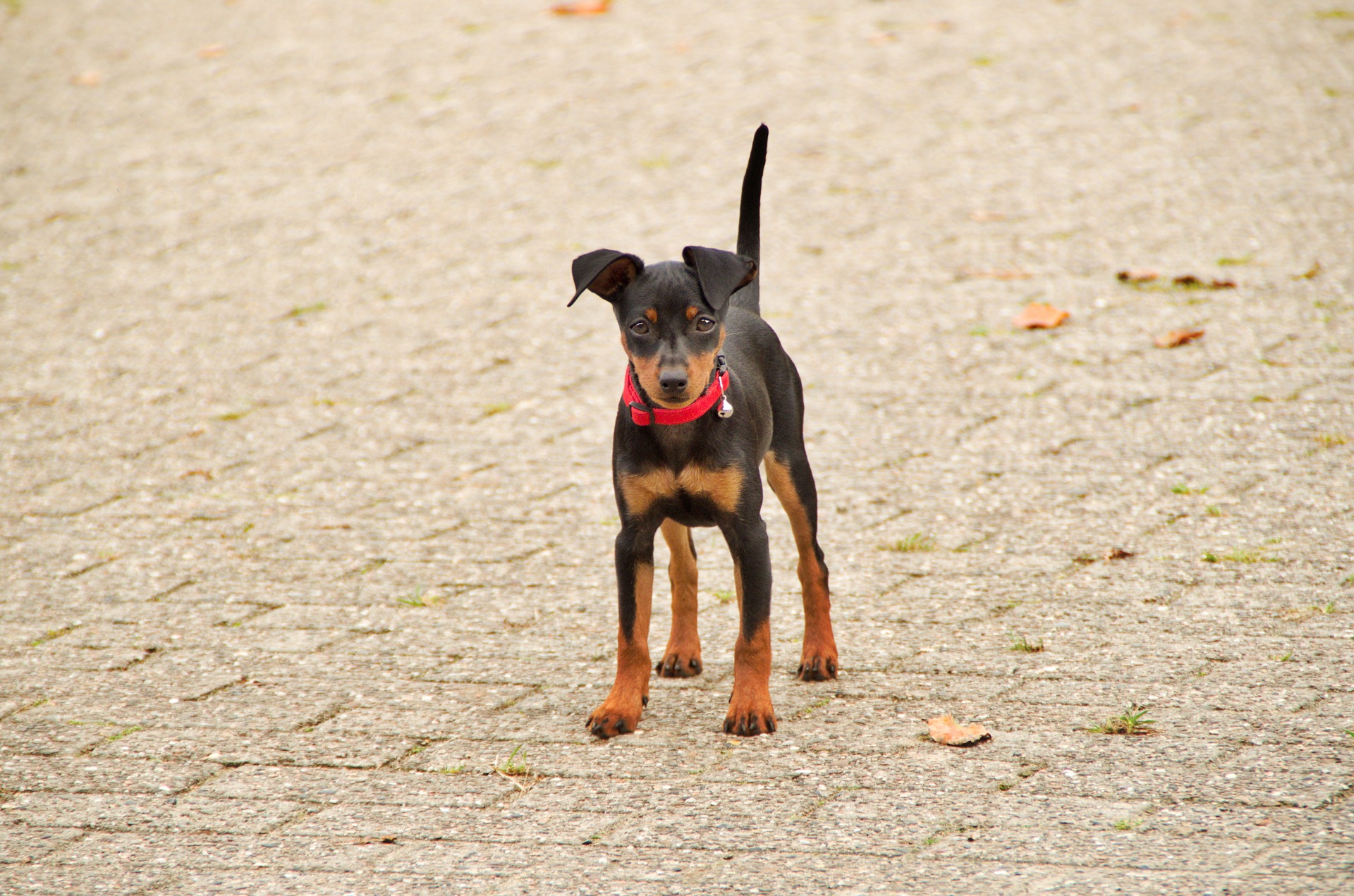 Mini pinscher
