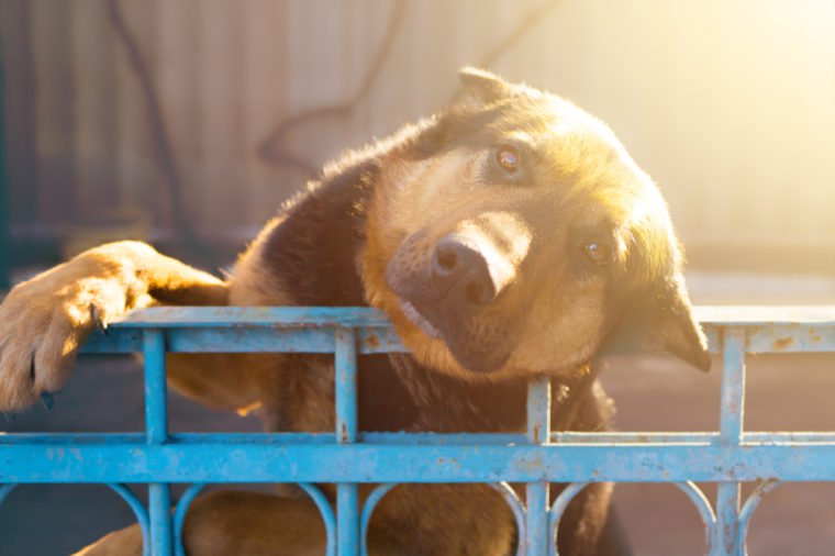 Dog laid its head on the fence