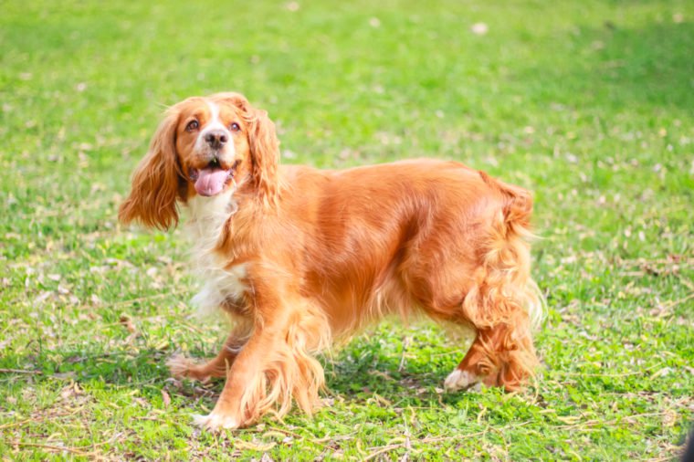 English Cocker Spaniel dog