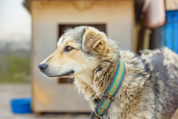 A dog on a leash in a dog kennel. Dog shelter. Animal on the chain