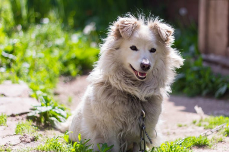 little yard dog on a chain