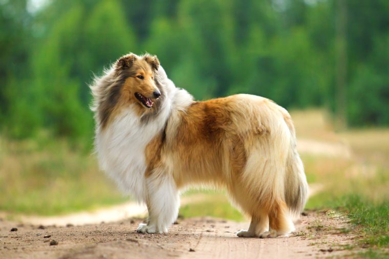 Rough collie