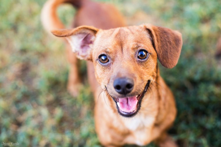 Chihuahua Mixed Tan Dog Smiling at the Camera