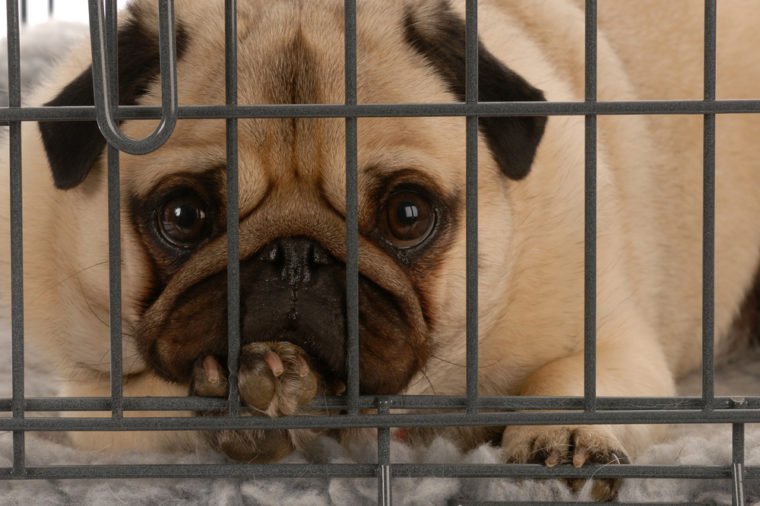 pug in a wire dog crate looking out a viewer