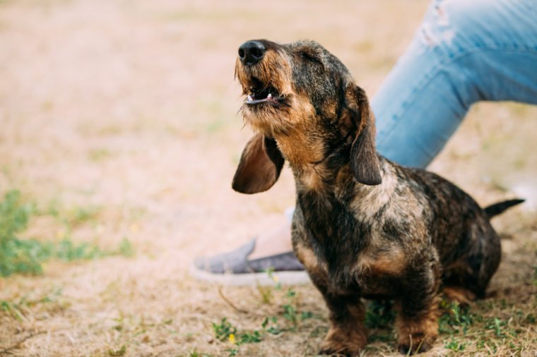 Brown Red Wire-haired Dachshund Dog Barking Outdoor
