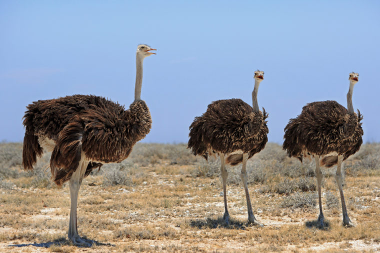 Ostriches standing on the etosha plains 