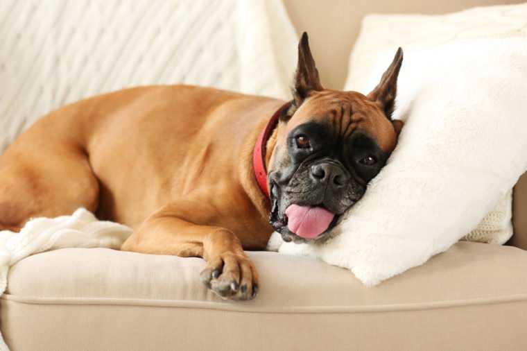 Boxer dog lying on a couch at home