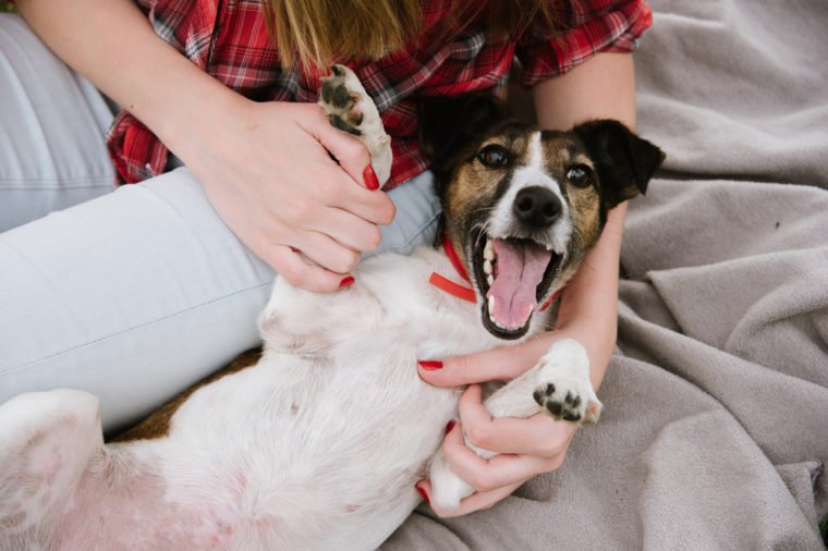 Small terrier lay with his master playing. Top view. Positive relationships, trust concept. 