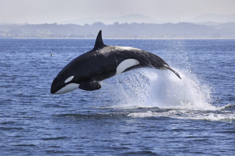 Killer Whale (Orcinus Orca)