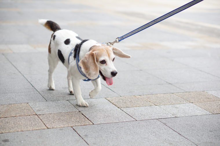 Mix-breed Beagle