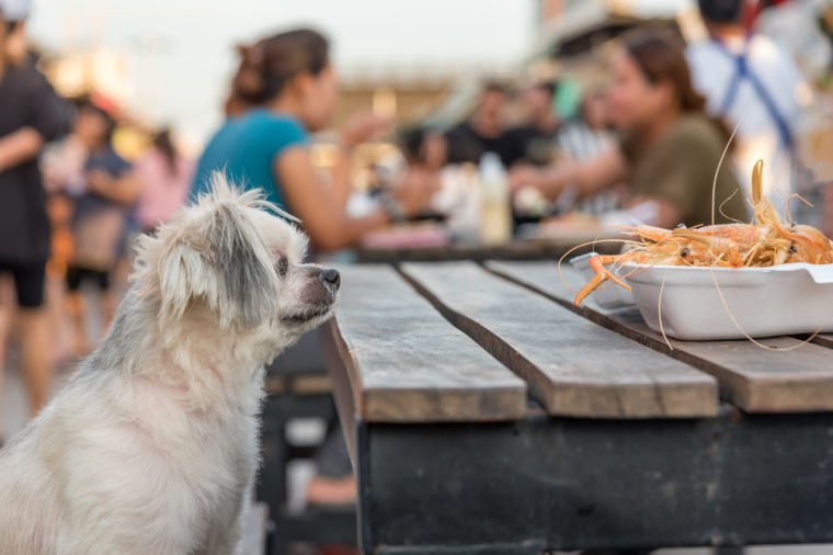 Dog so cute mixed breed with Shih-Tzu, Pomeranian and Poodle sitting at wooden table outdoor restaurant waiting to eat a prawn fried shrimp seasoning salt feed by people is a pet owner
