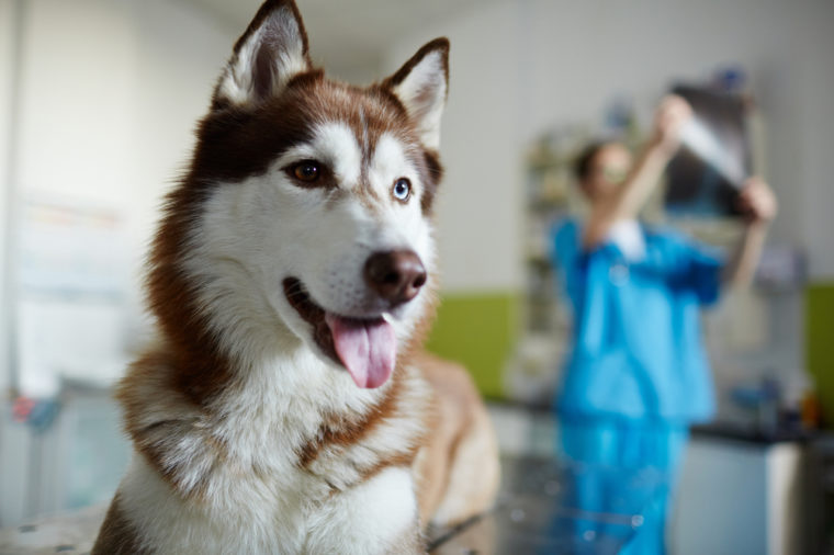 Sick husky dog on background of vet working