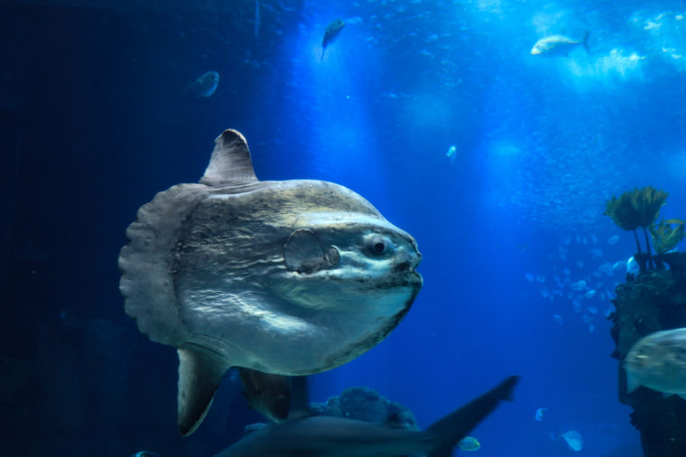 sunfish (moonfish) swimms in blue ocean water