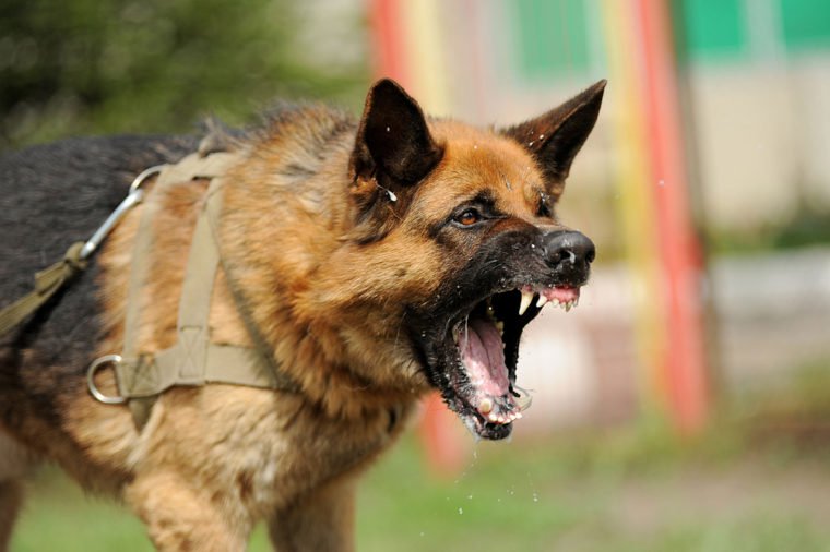 Evil, aggressive dog