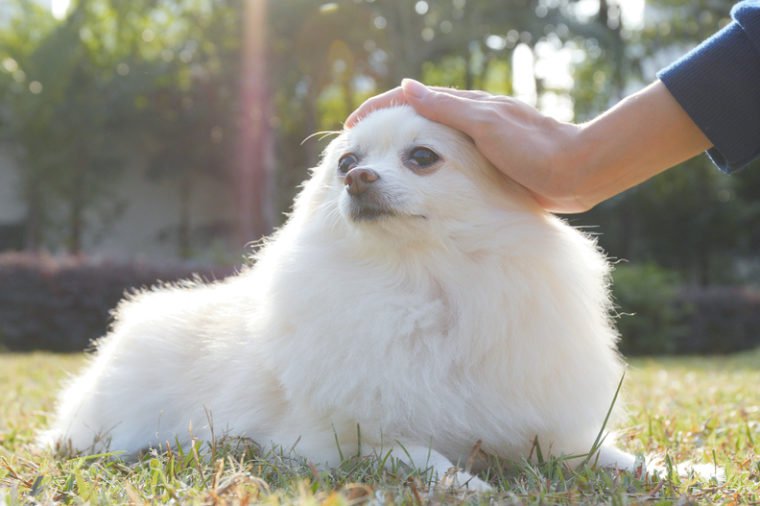 Woman touching on her Pomeranian dog in the park 