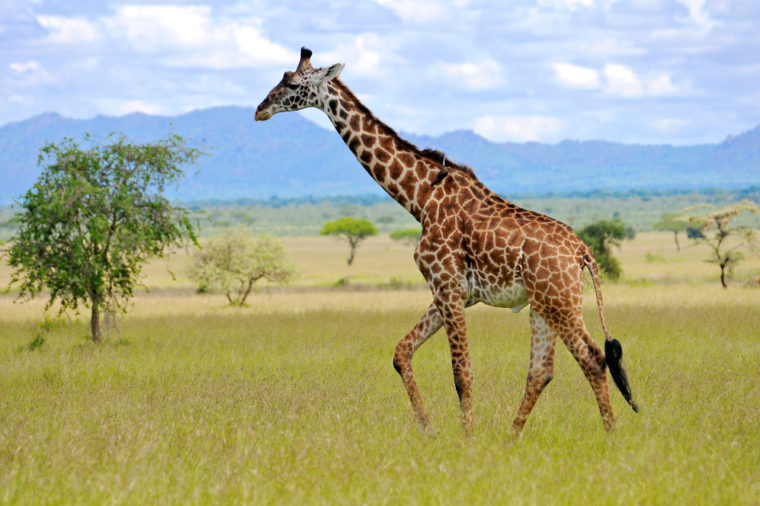 giraffe in the wild