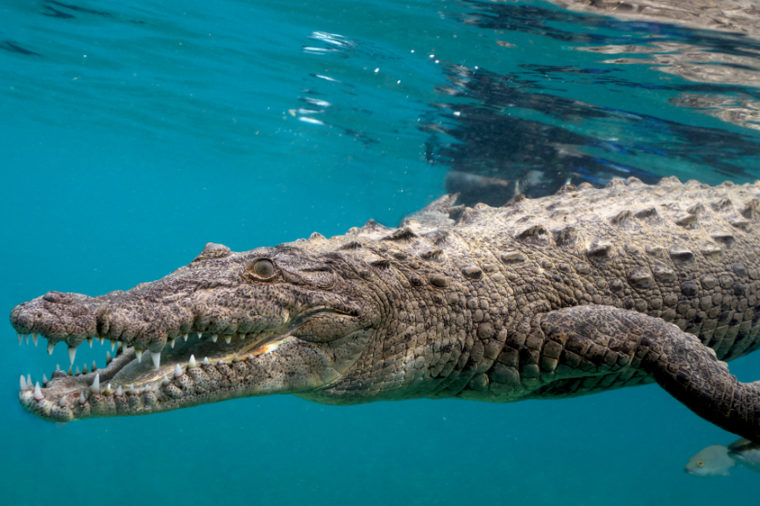 American Saltwater Crocodile in Queen