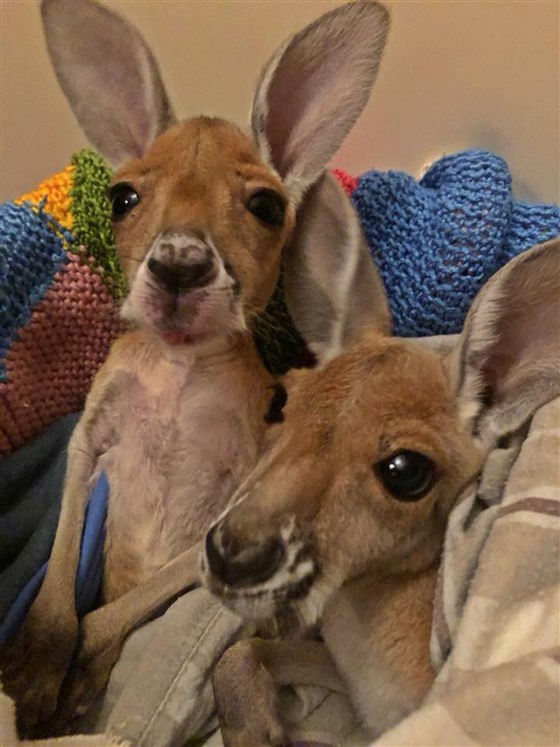 Ce Video D Un Bebe Kangourou Orphelin Qui Saute Pour La Premiere Fois Fera Votre Journee Vonjour