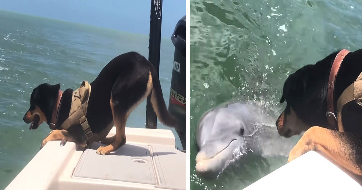 Dog And Dolphin Became Best Friends During Boat Trip - Small Joys