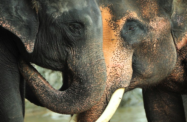 elefante-2