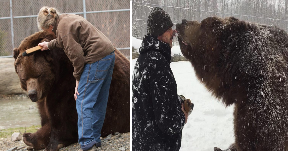 Jimbo The Kodiak Bear Died After 20 Years Of Living With The Kowalczik