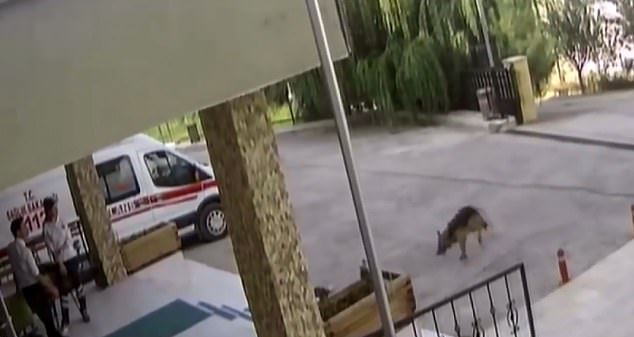 injureddog-1