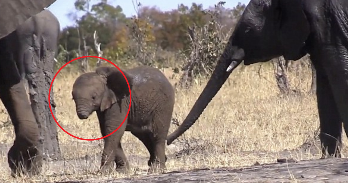 A Baby Elephant Was Spotted Wandering The Plains Without A Trunk