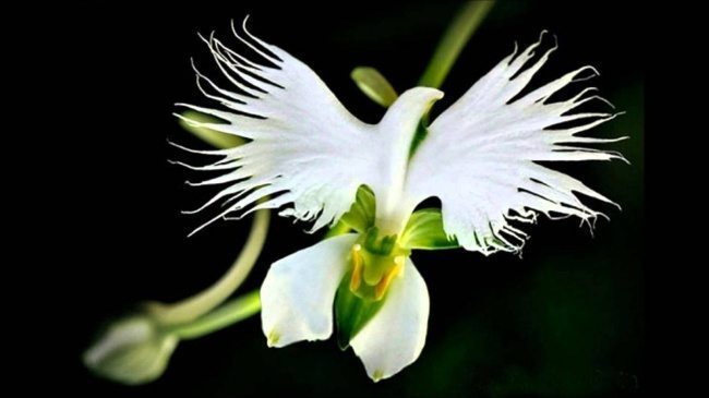flor