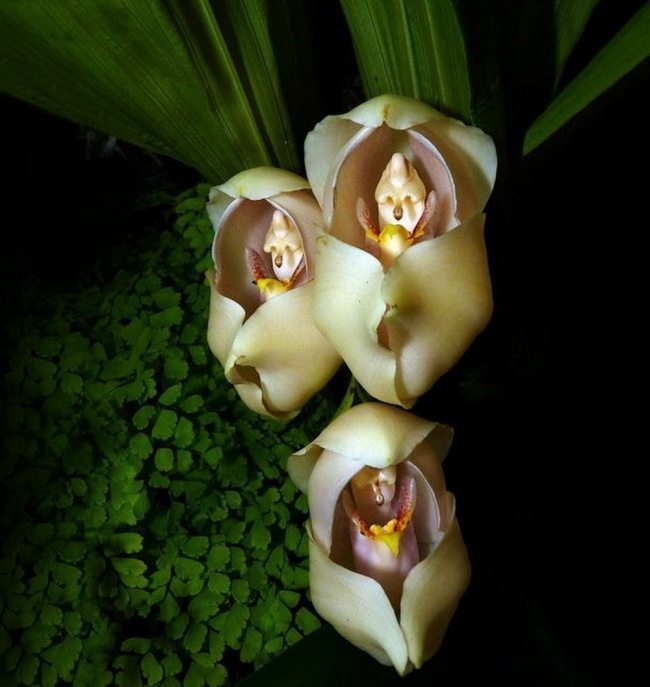 flor