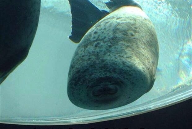 "Esto ocurre cuando una foca choca contra un vidrio". – SirGrimes, Reddit