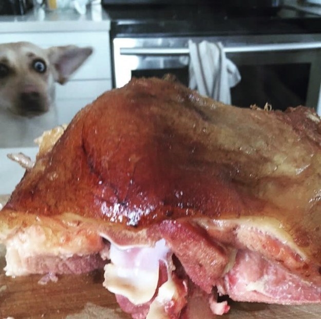 "Apoyé el jamón y el perro salió volando". – Britt