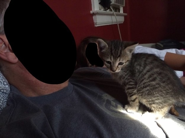 "Si miran al gato verán que está en medio del proceso de hacer caca y no lo noté hasta después de tomar la fotografía". – mangoandmoe