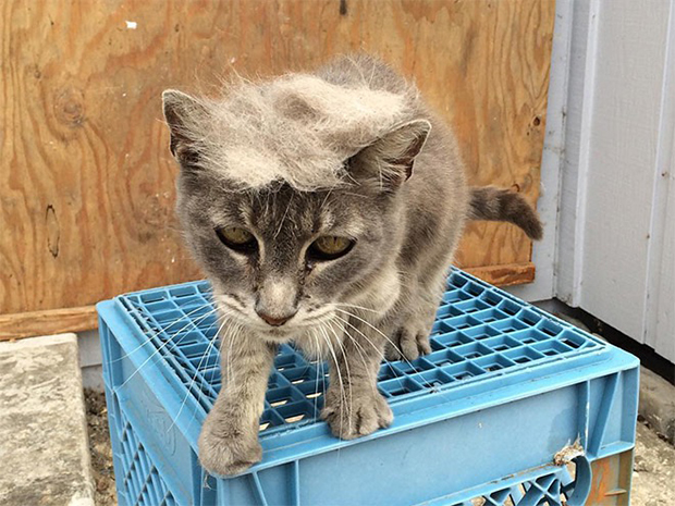 cat-hairstyle-10
