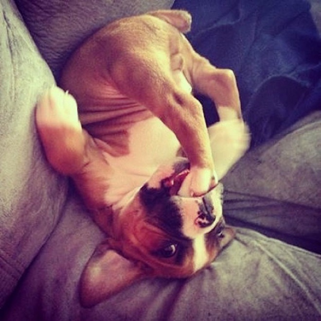 dogs-cats-struggling-furniture-4