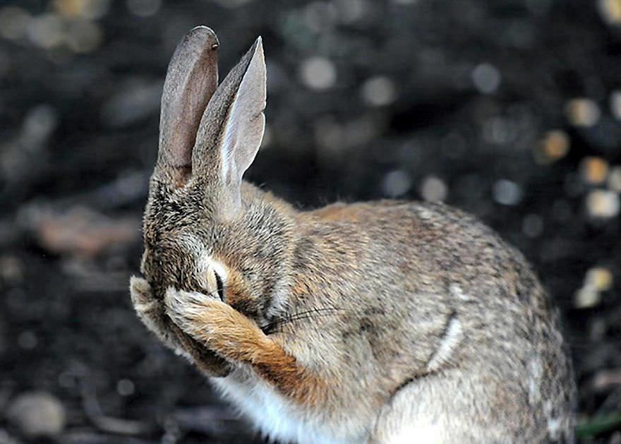  Rabbit Hiding Face In Embarrassment