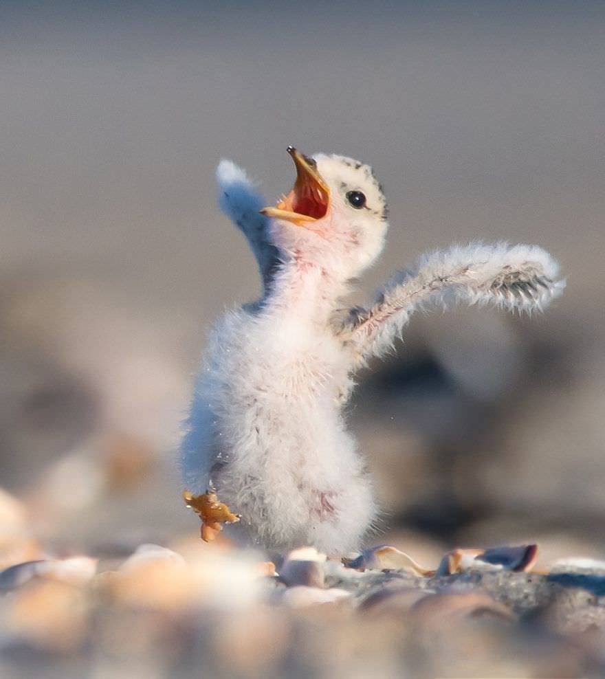 Least Tern Chick