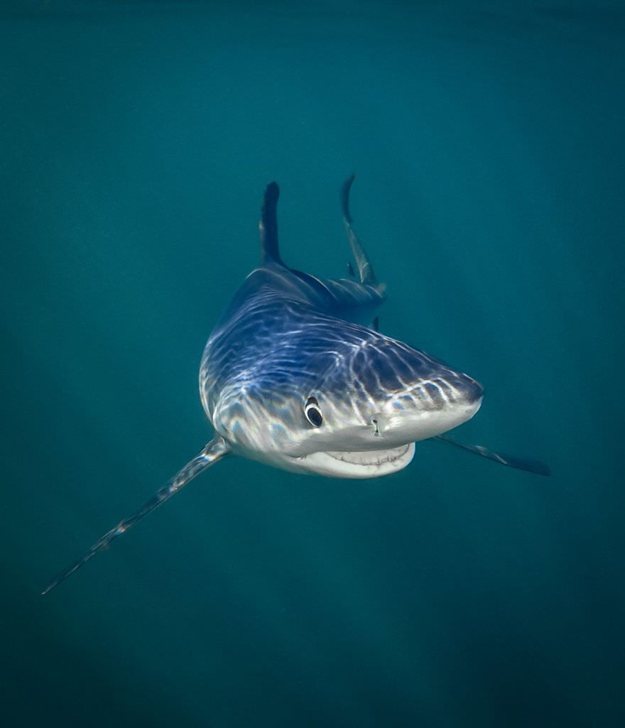 Smiling Blue Shark