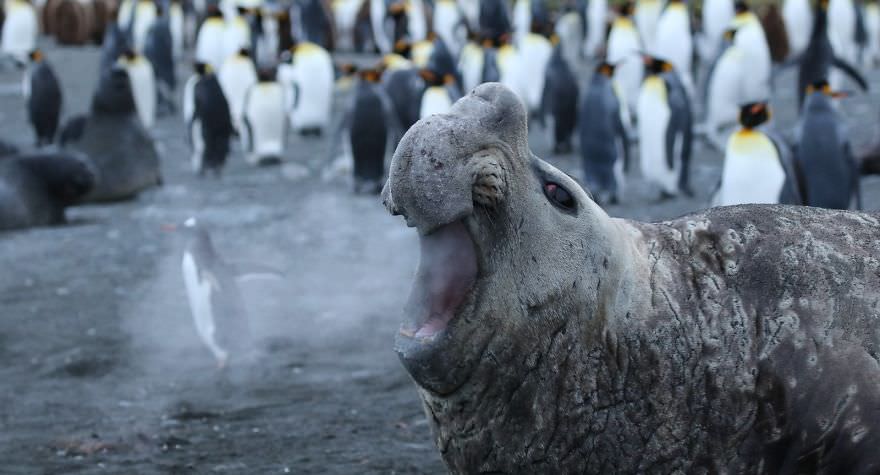 Walrus Breath