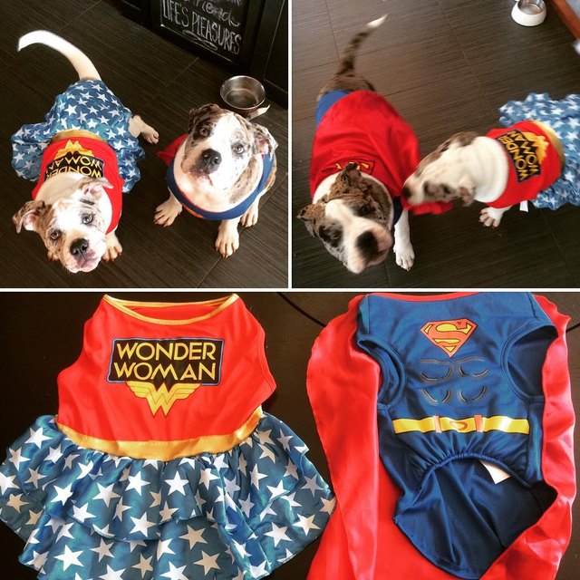 Awesome Halloween costumes for two pets