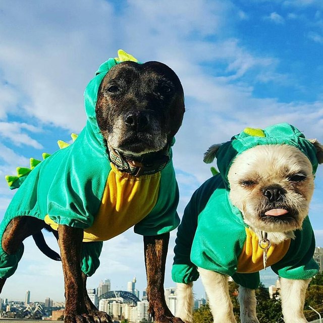 Awesome Halloween costumes for two pets
