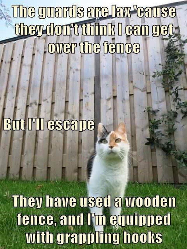 Cat in front of a wooden fence.