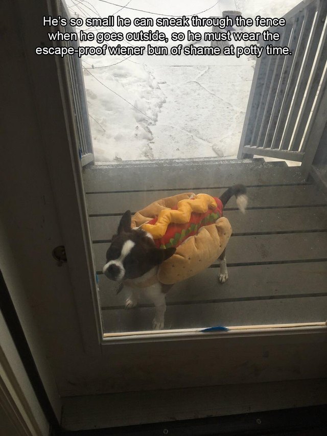 Dog wearing a hot dog costume to prevent him from slipping through fence.