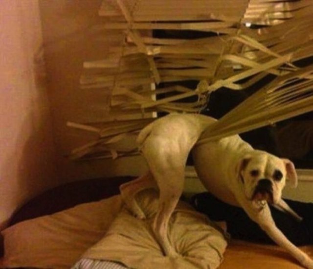 Just 18 Dogs Who Were Definitely Not Doing Anything Wrong, Okay