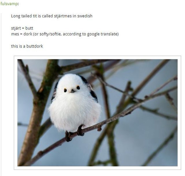 Translation of the Swedish name for the long tailed tit is "buttdork"