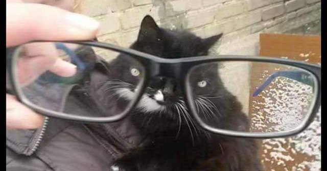 Cat through glasses
