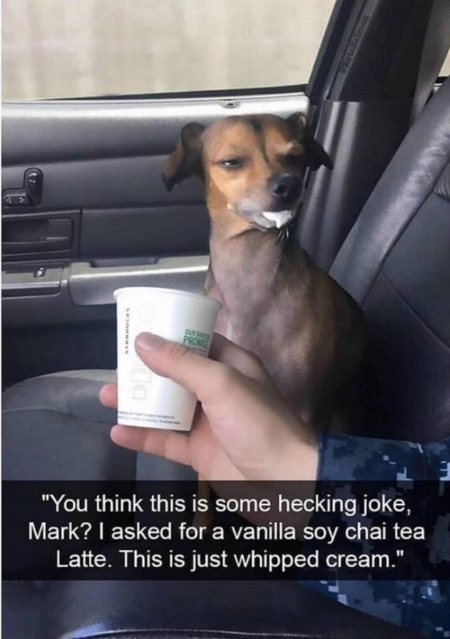 Weary looking dog with a puppuccino