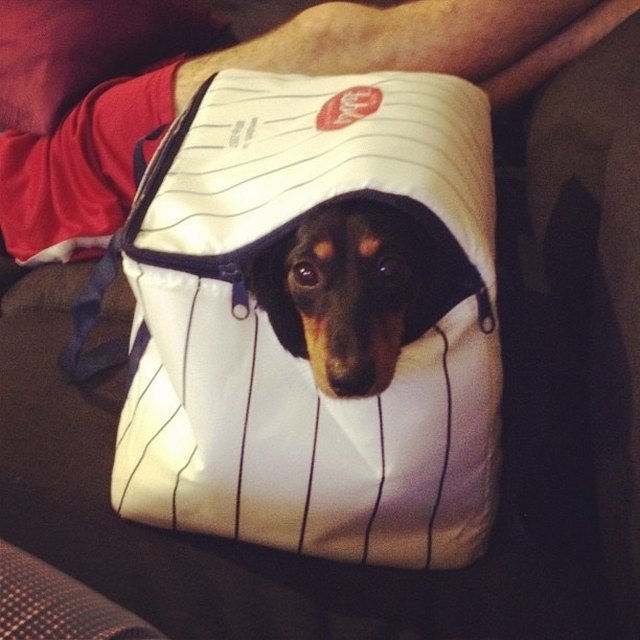 Dog in cooler.